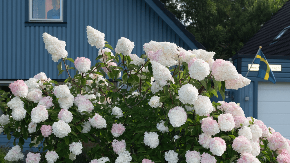 Ruben Östlund’s platform, Norwegian Motlys Thriller Link