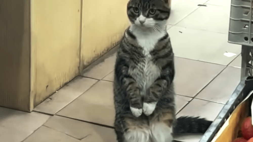 CatVideoFest returns to theaters in summer 2026